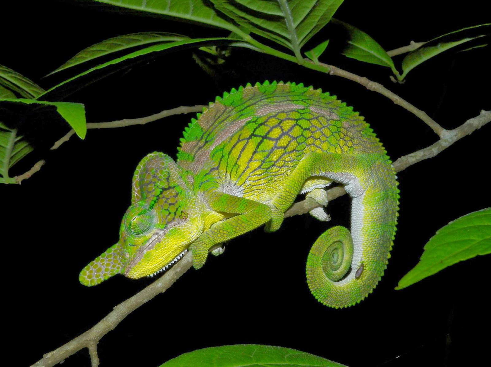 Furcifer labordi
